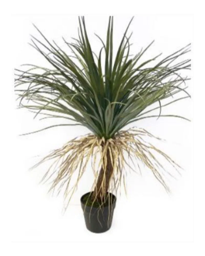 Nolina / Ponytail Plant plant, 31 inch / 79 cm, in a pot