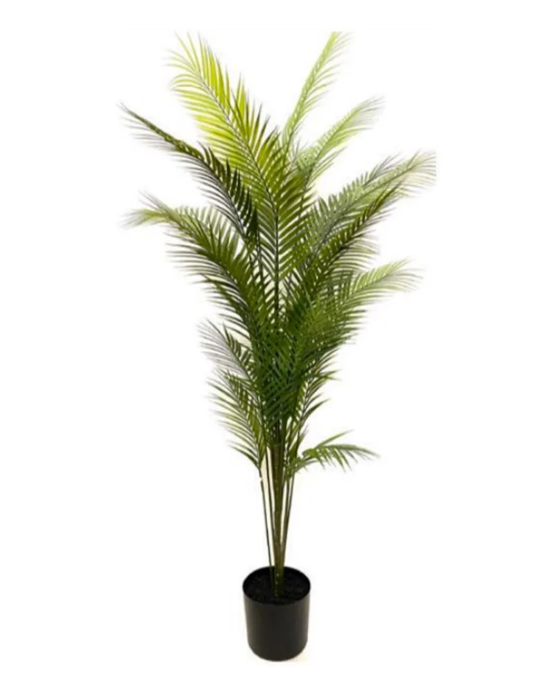 Palm Tree plant, 72 inch / 183 cm, in a pot