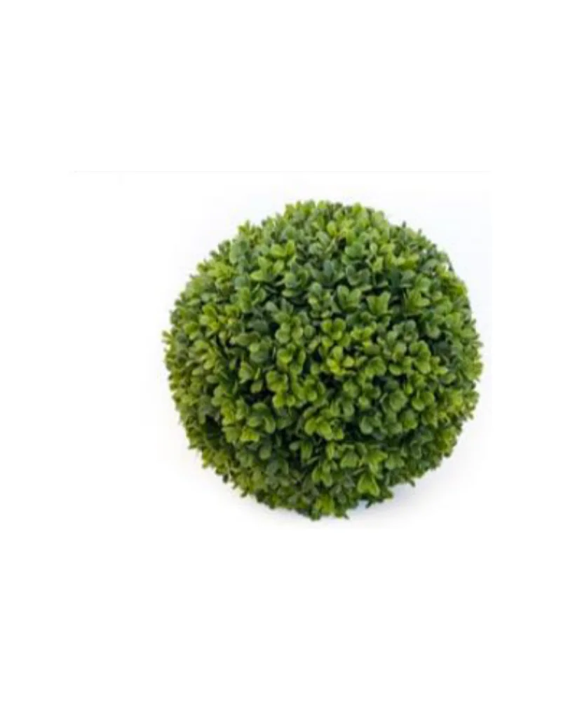 Ball Boxwood plant, 12 inch / 31 cm, in a pot