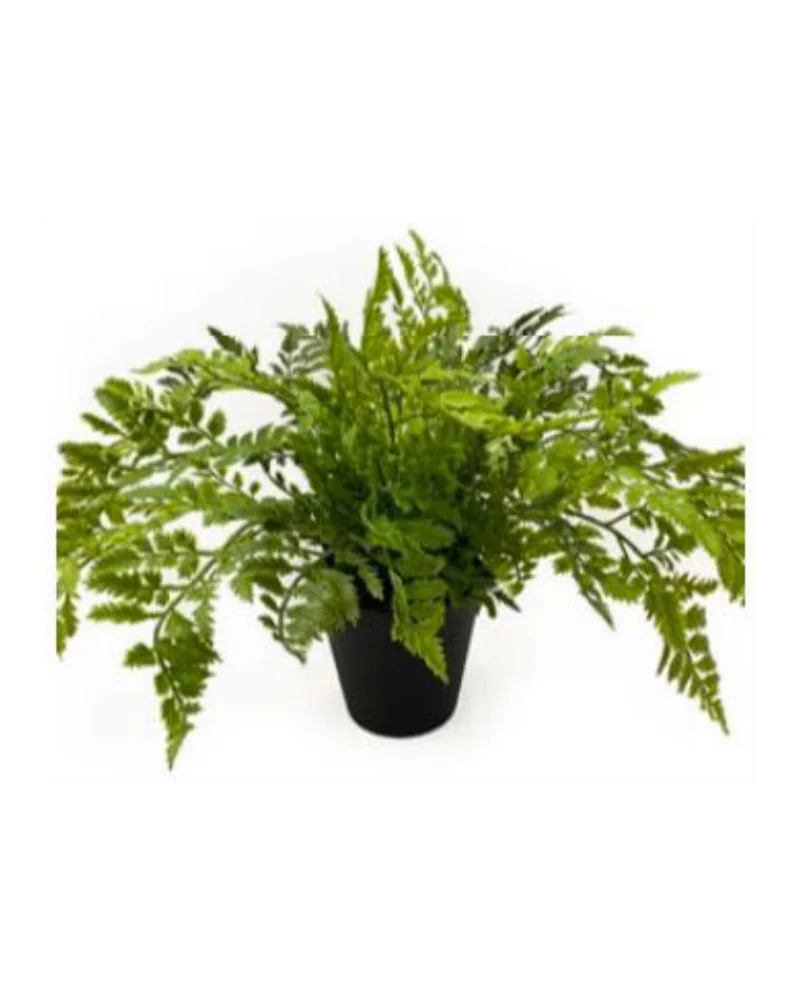 Lace Fern Bush plant, 14 inch / 36 cm, in a pot