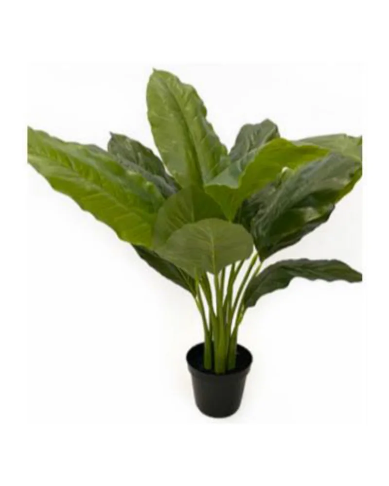 Spathiphyllum plant, 25 inch / 73 cm, in a pot