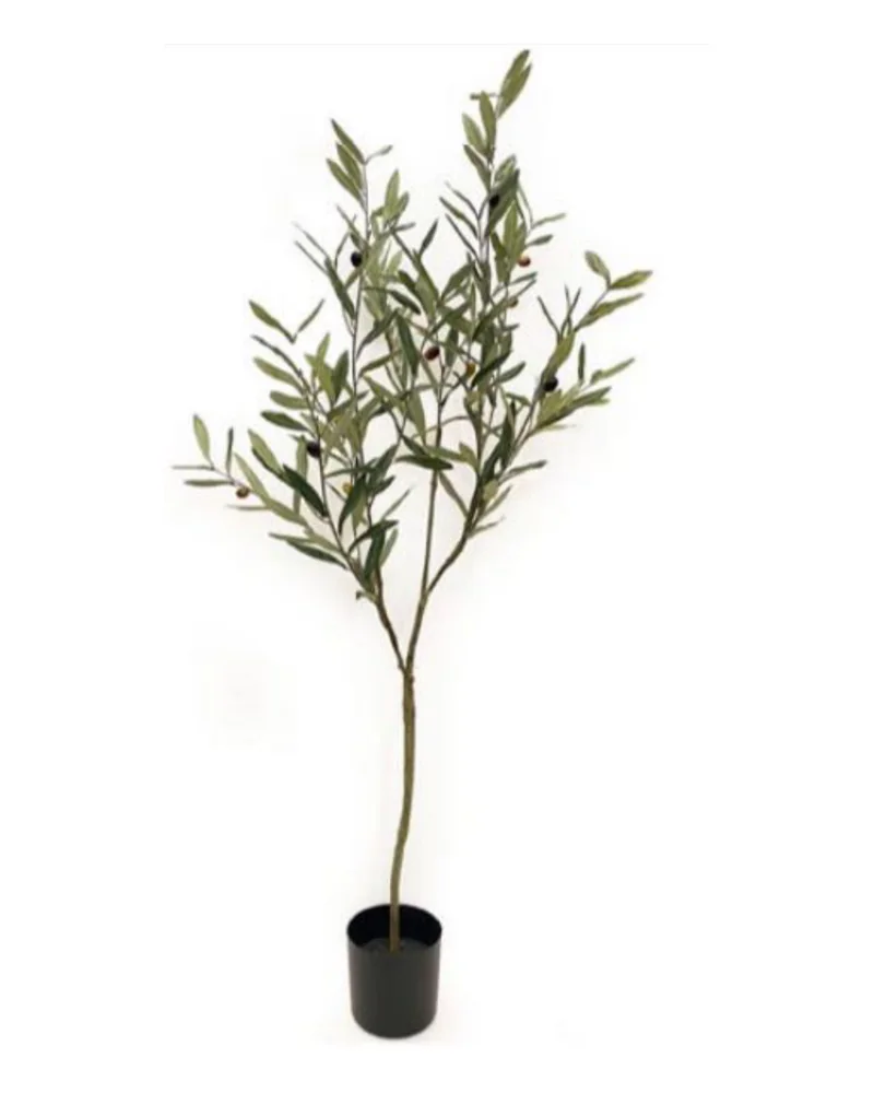 Olive Tree plant, 120 cm, in a pot