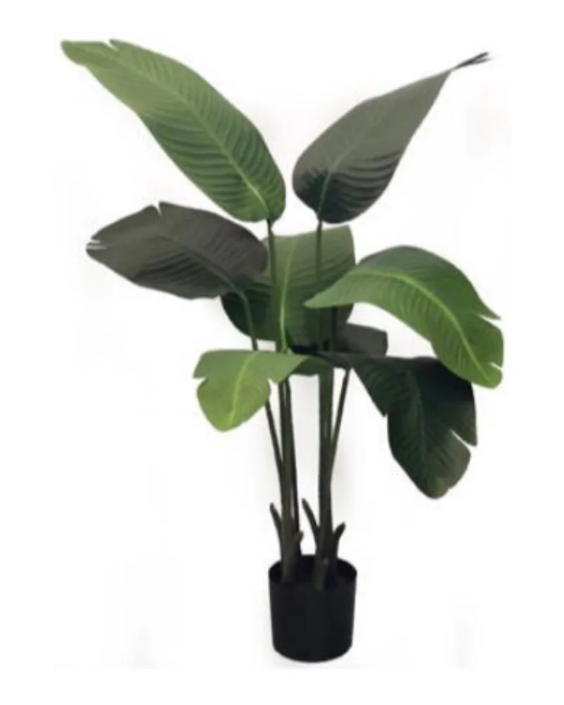 Banana Tree plant, 3.5 ft / 107 cm, in a pot