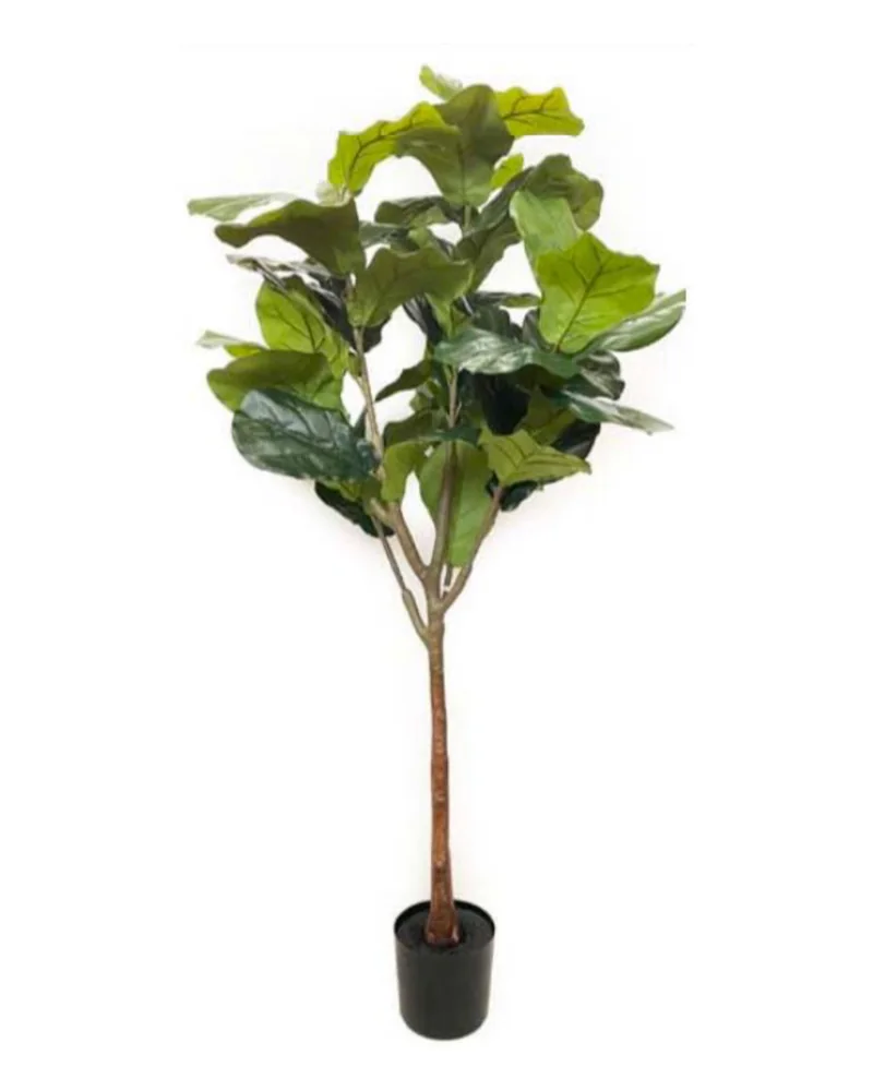 Fiddlewood Tree plant, 72 inch / 183 cm, in a pot