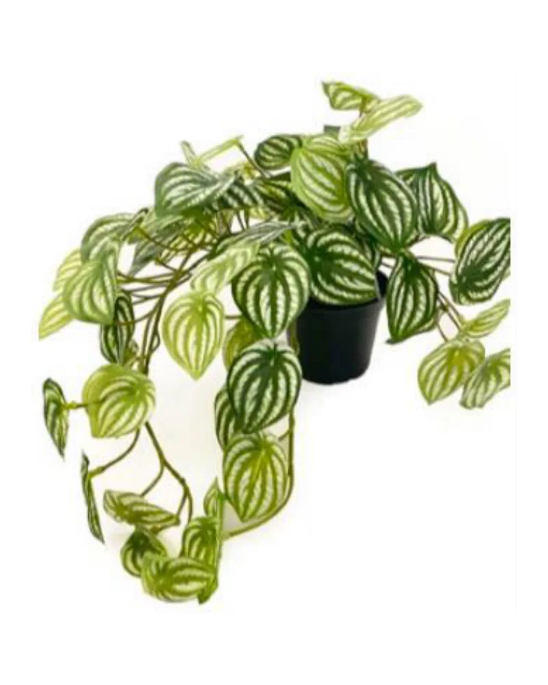 Peperomia Hanging Bush plant, 19 inch, in a pot