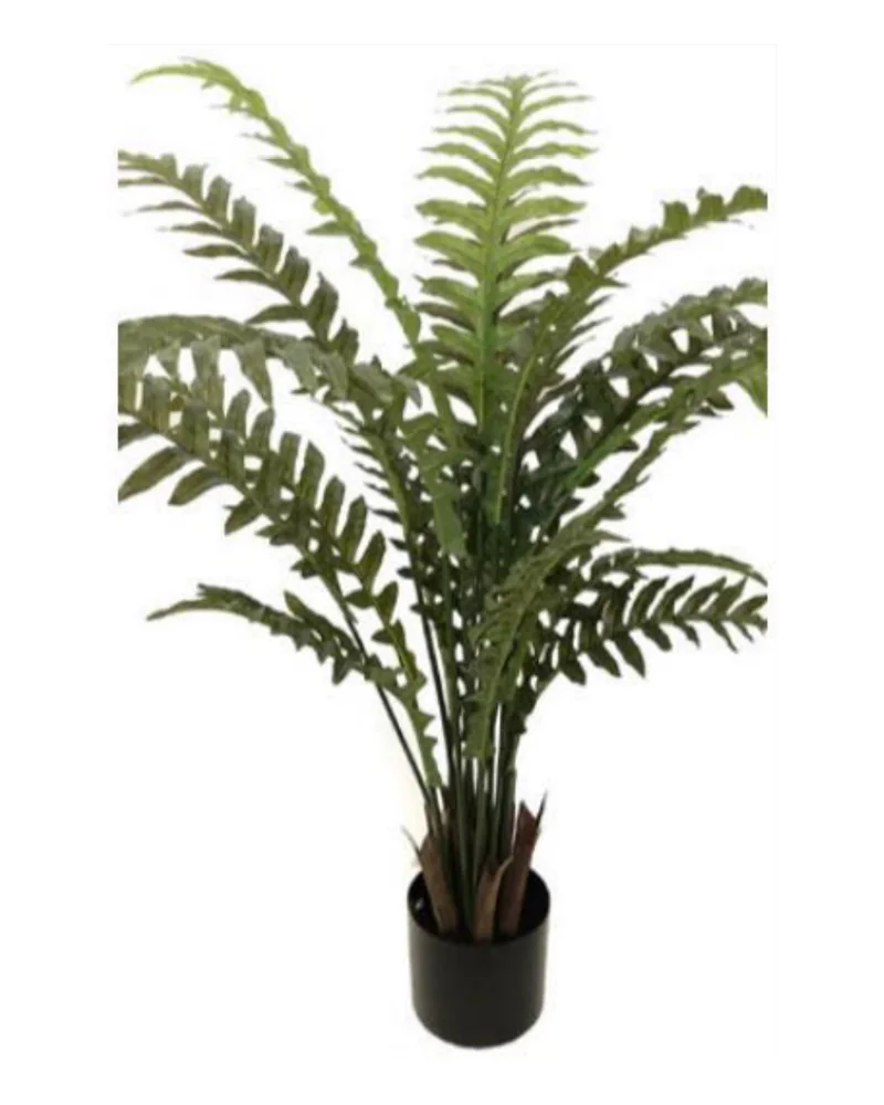 Hare's Foot Fern Tree plant, 42 inch / 107 cm, in a pot