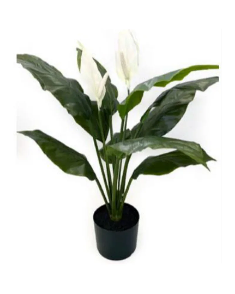 Spathiphyllum with Flower plant, 30 inch / 76 cm, in a pot