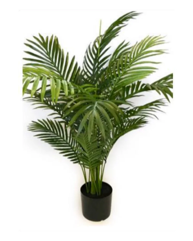 Areca Palm Tree plant, 42 inch / 107 cm, in a pot